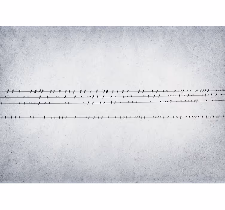 Bela rolo zavesa koncert ptic na vrvicah - TenStickers