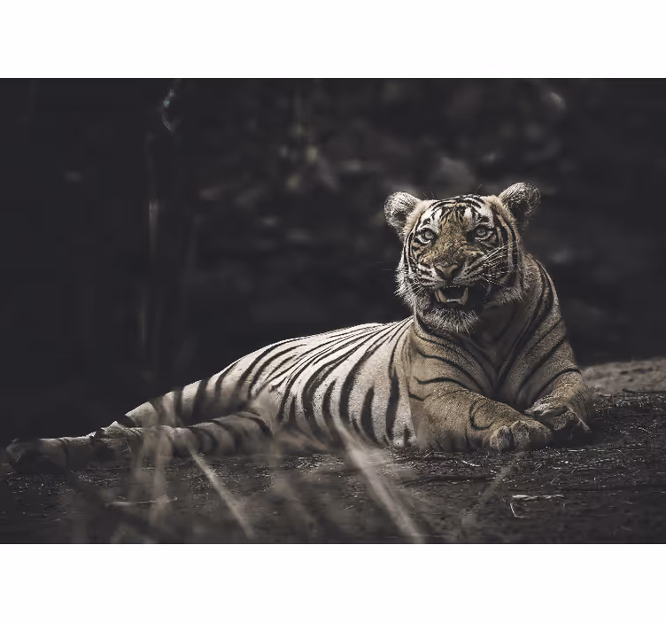 Rolo zavesa za dnevno sobo tiger leži - TenStickers