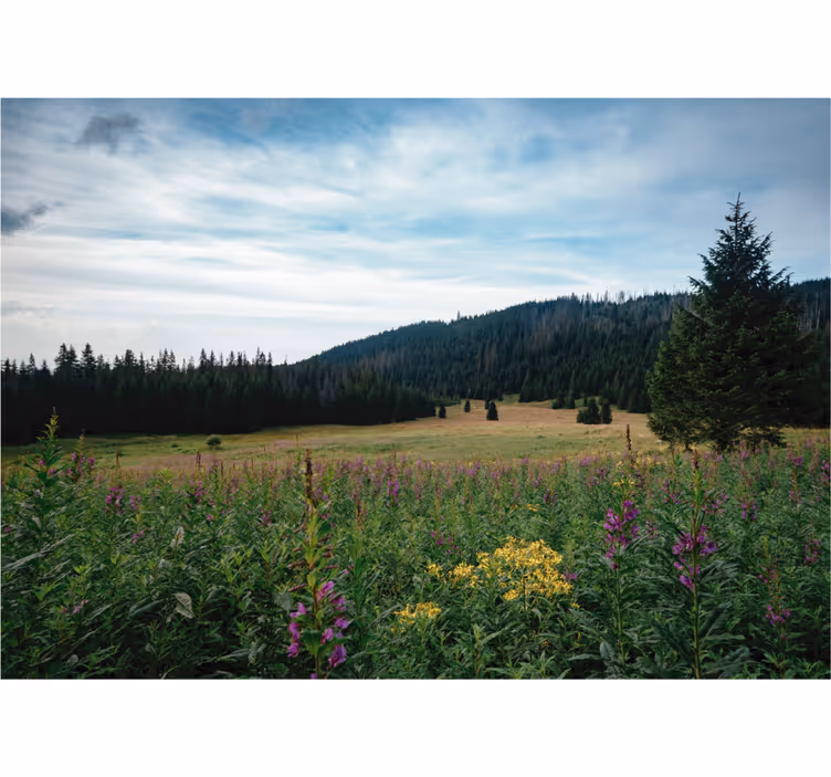 Rolo zavesa za dnevno sobo tatranski park spomladi - TenStickers
