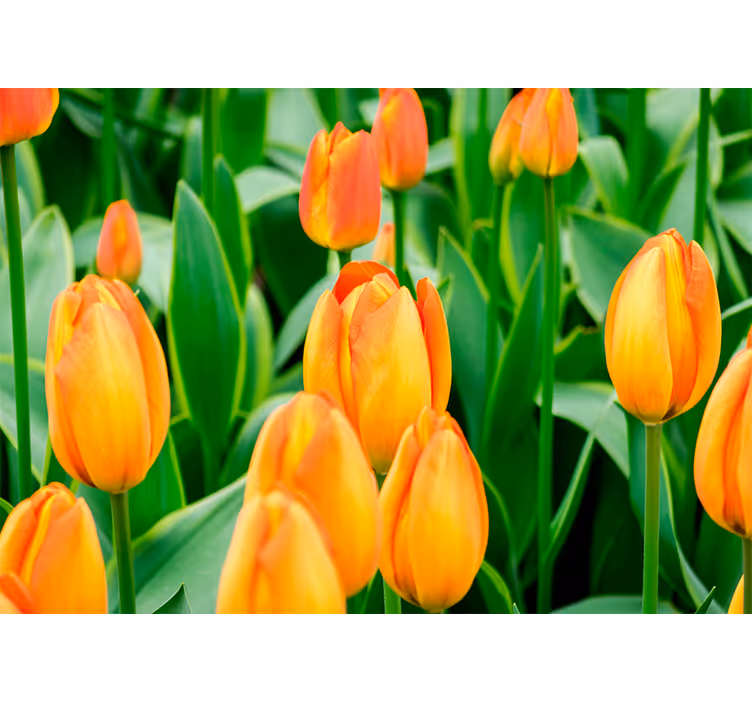 Rolo zavesa za dnevno sobo oranžni tulipani - TenStickers