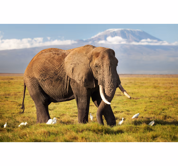 Rolo zavesa za dnevno sobo slon kilimanjaro - TenStickers