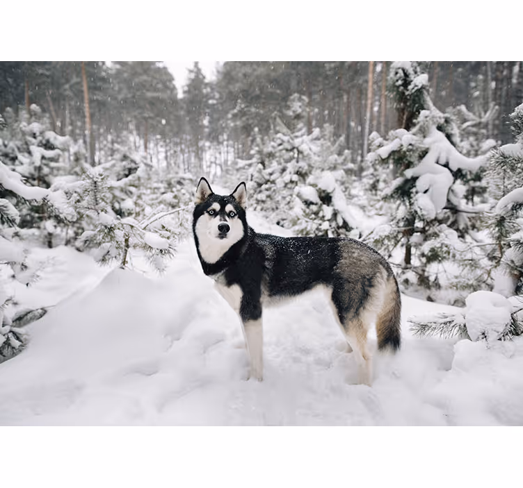 Bela rolo zavesa zimska gozdna pokrajina in husky - TenStickers