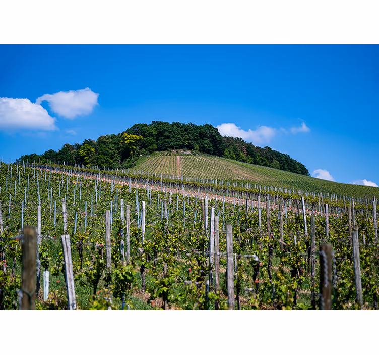 Rolo zavesa za spalnico vinogradna trata - TenStickers