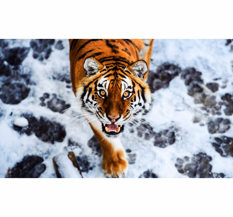 Rolo zavesa za spalnico divji tiger - TenStickers