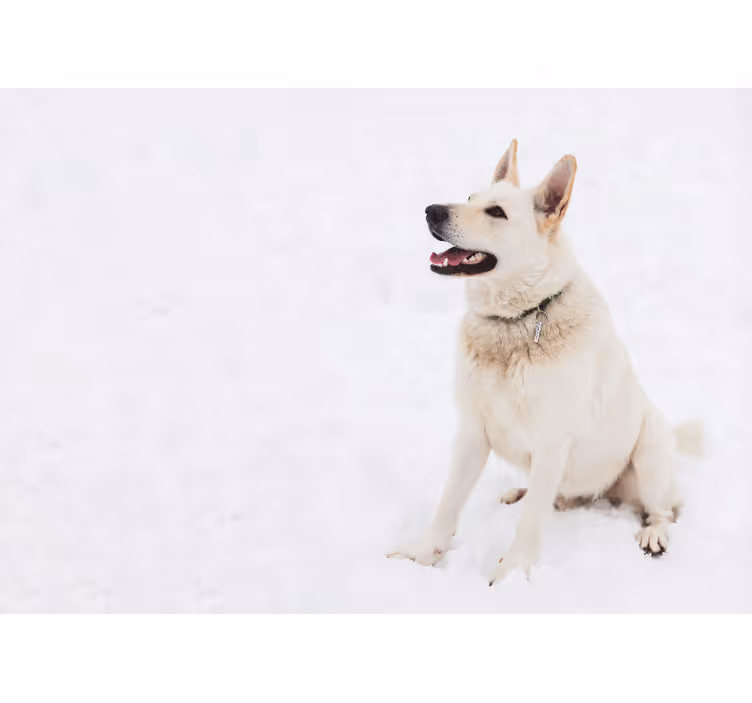 Bela rolo zavesa husky na snegu - TenStickers
