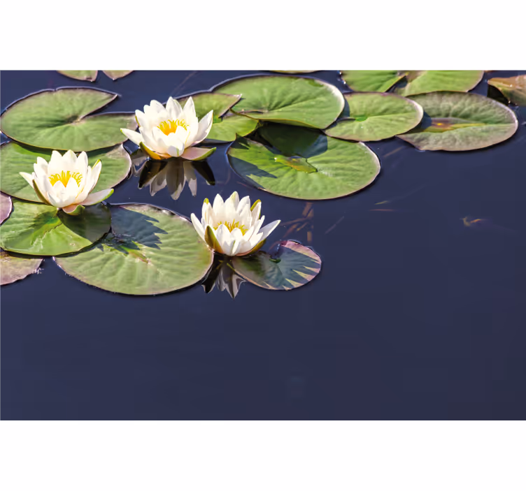 Rolo zavesa za spalnico lotus realističen v ribniku - TenStickers