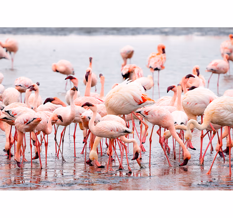 Rolo zavesa za dnevno sobo camargue s flamingi - TenStickers