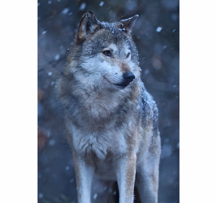 Rolo zavesa za najstnika volk v snegu - TenStickers