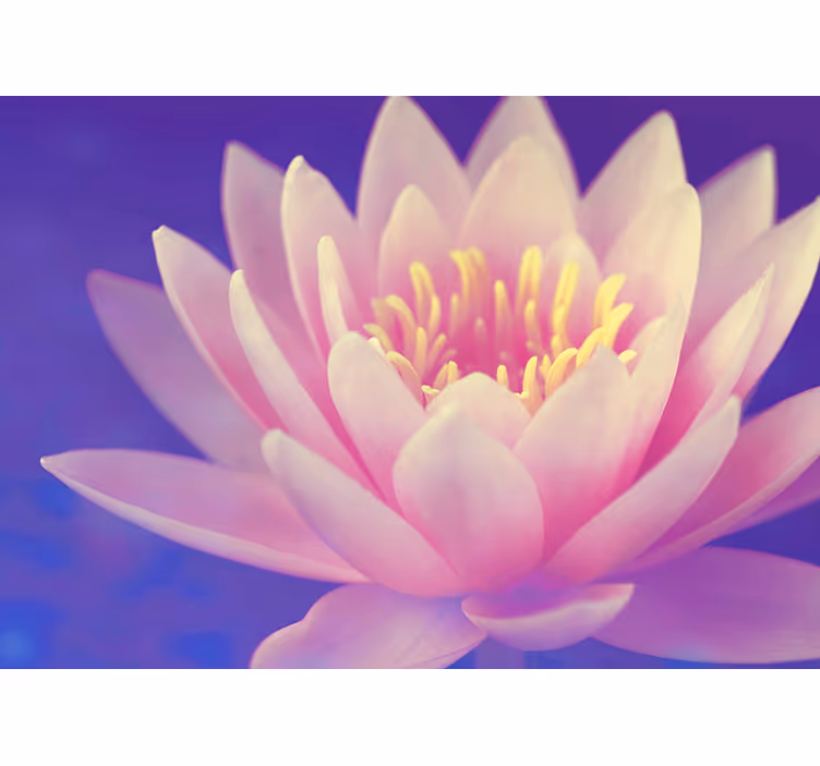 Zen senčilo roža pink loto - TenStickers