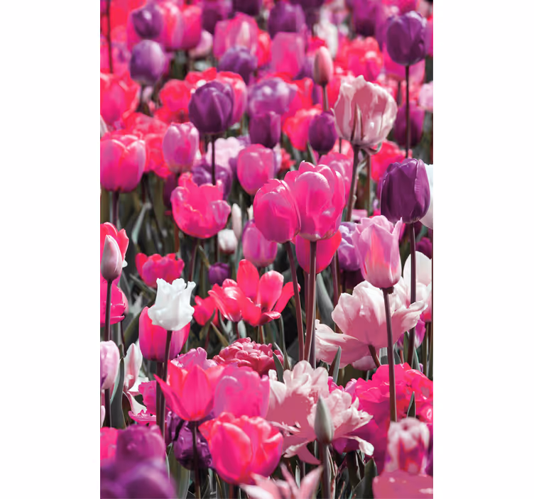 Purple tulip blooms cvetje in rastline za senčilo - TenStickers