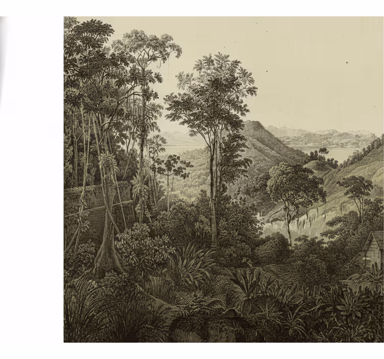 Hilly forest print fototapeta gozd - TenStickers