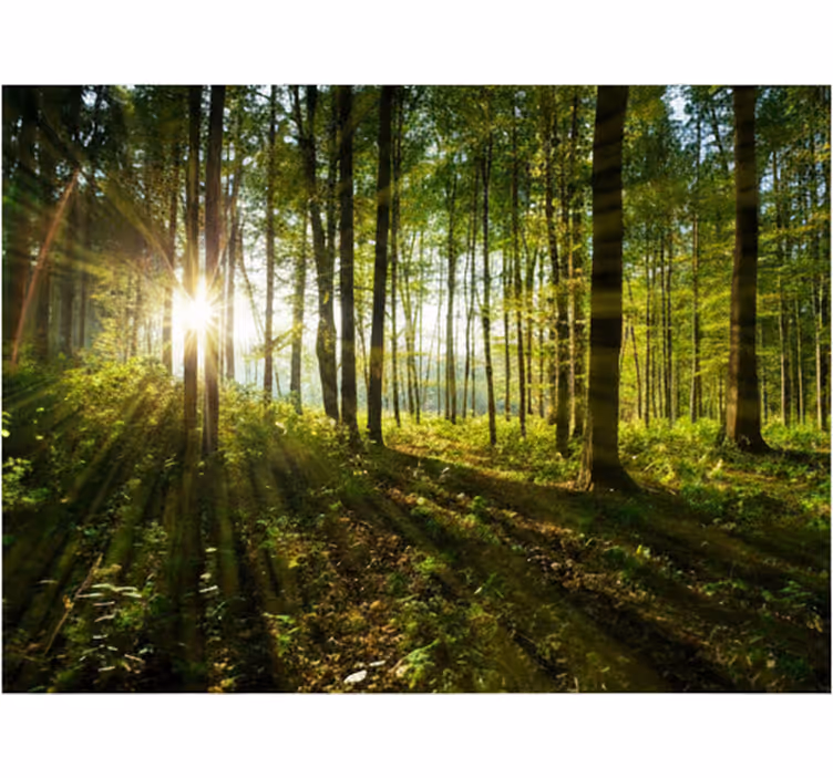 Golden sunburst woods fototapeta gozd - TenStickers