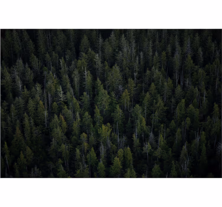 Deep woodland texture fototapeta gozd - TenStickers