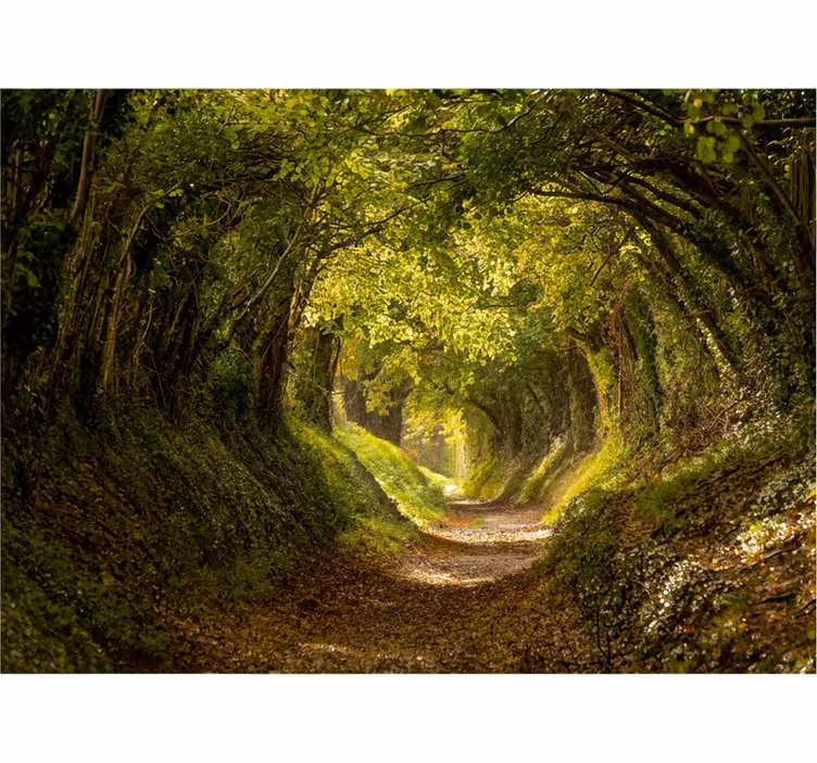 Immersive forest mural fototapeta gozd - TenStickers