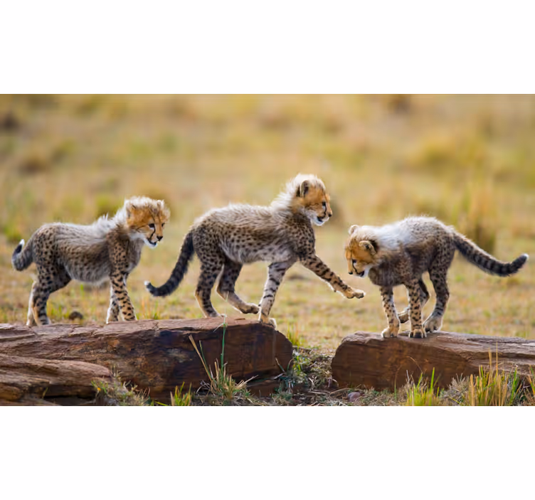 Afriško oblikovanje fototapeta ljubki cheetah mladički - TenStickers
