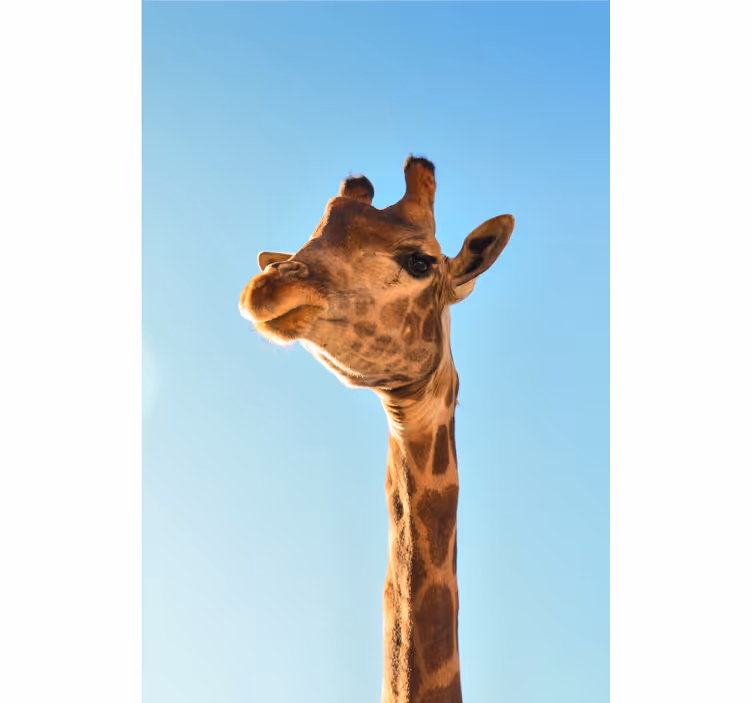 Afriško oblikovanje fototapeta giraffe v bližnjem posnetku - TenStickers