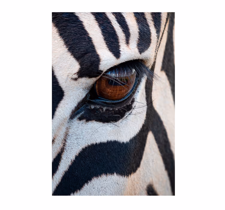 Afriško oblikovanje fototapeta oko zebre - TenStickers