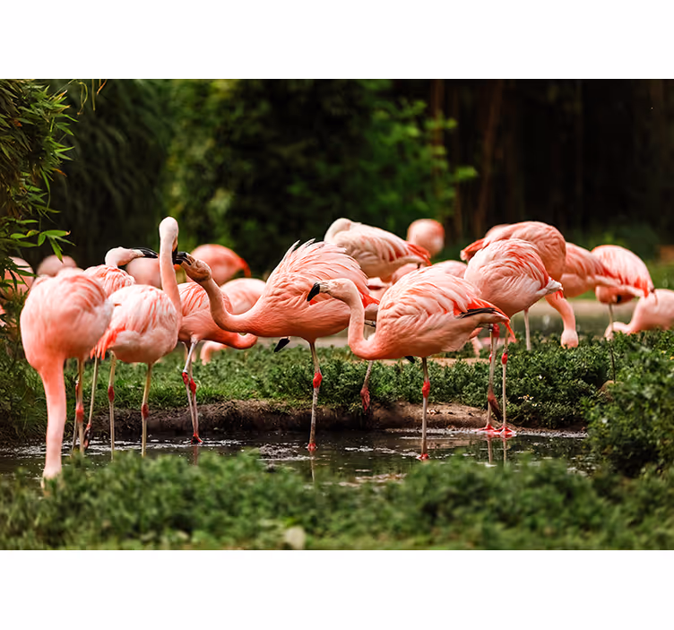 Stenski stenski stenski flamingo - TenStickers