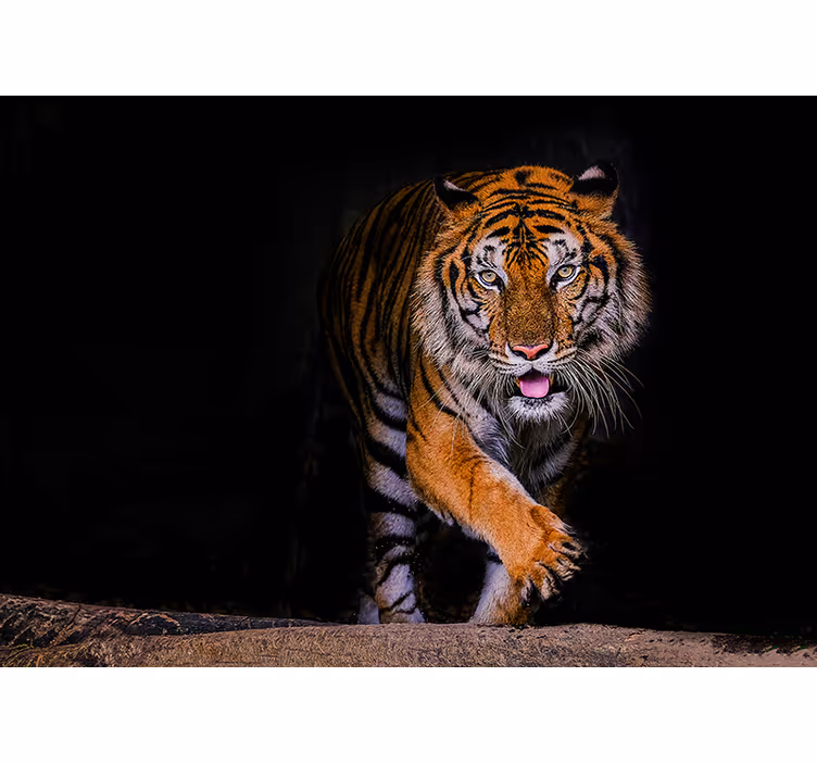 Stenski stenski stenski stenski tigar - TenStickers
