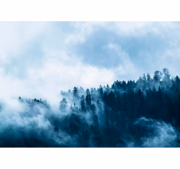 Megleni gozdni prizor Fototapete za dnevno sobo - TenStickers
