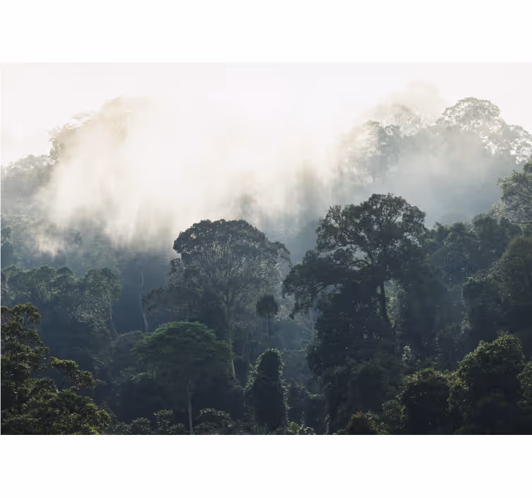 Misty forest view fototapete narava - TenStickers