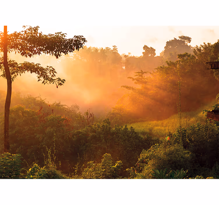Tranquil woodland scenery fototapete narava - TenStickers