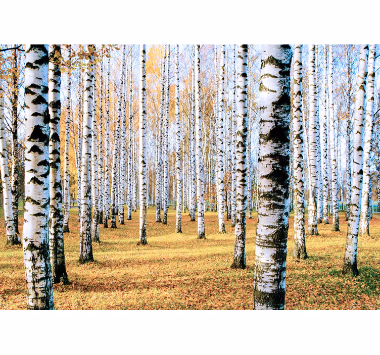 Breza drevo foto stenski poslikava - TenStickers