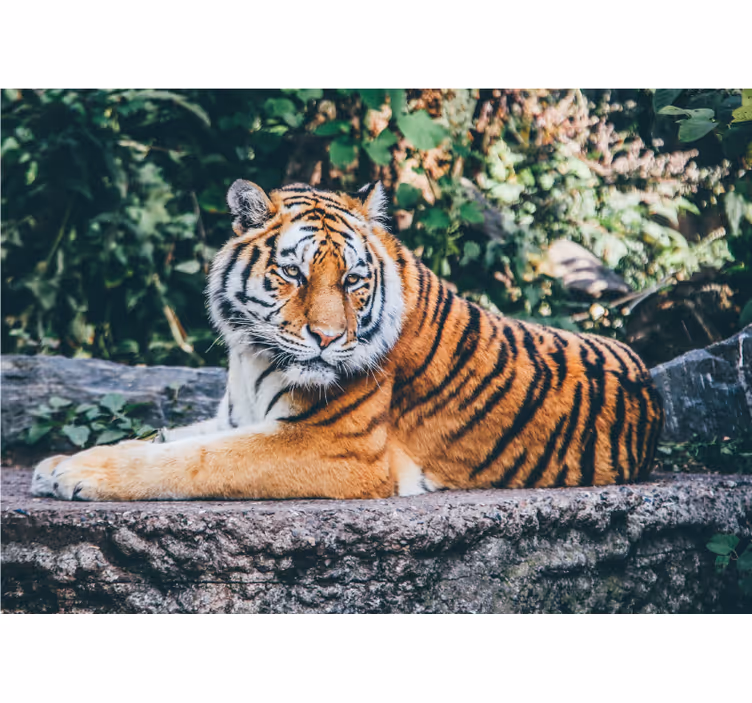 3d tiger, ki leži na stenski freski - TenStickers