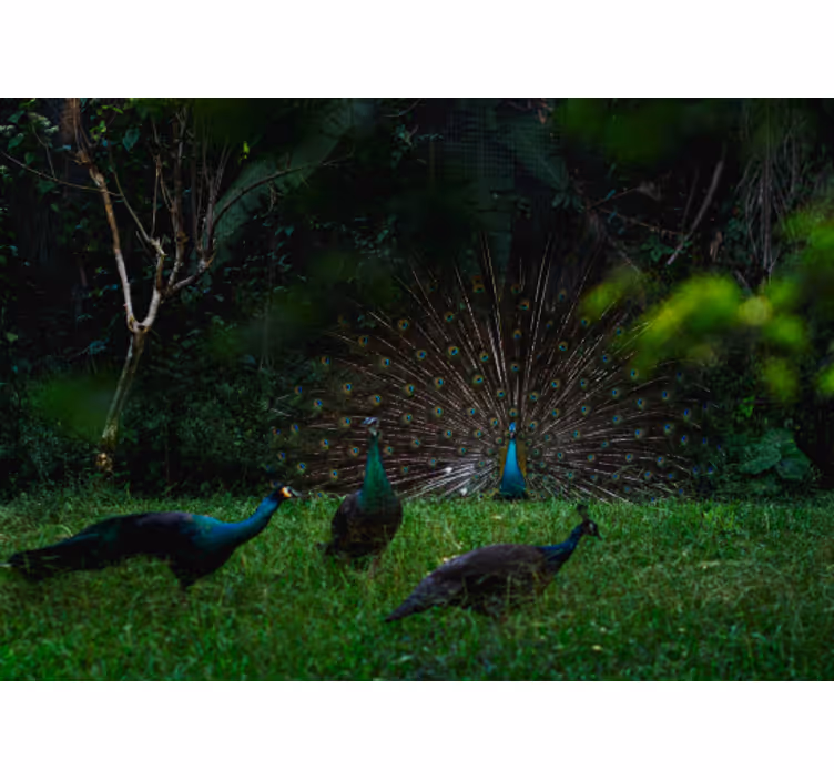 Peacock displaying feathers fototapete z živalmi - TenStickers