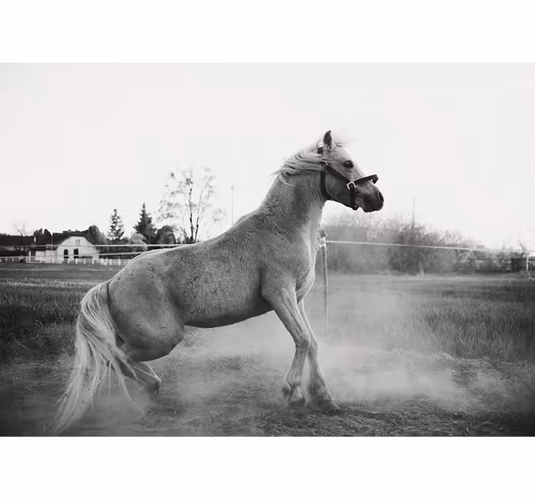 Galloping pony fototapete z živalmi - TenStickers