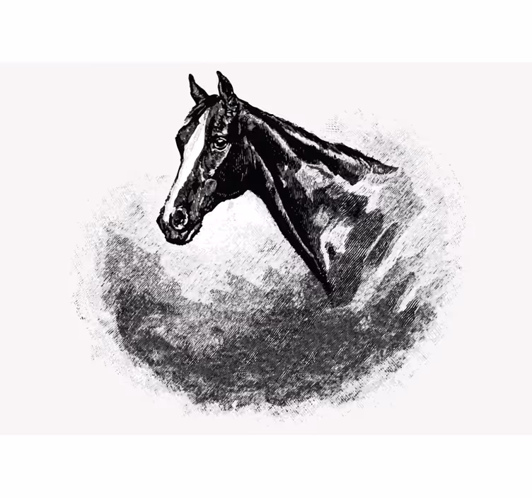 Stallion head fototapete z živalmi - TenStickers