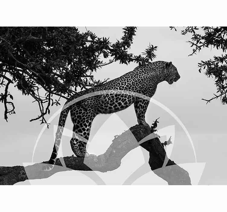 Leopard na drevesu Fototapete z živalmi - TenStickers