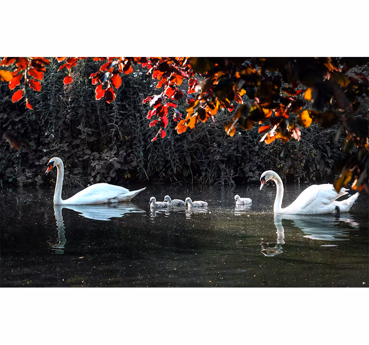 Elegant swan family fototapete z živalmi - TenStickers