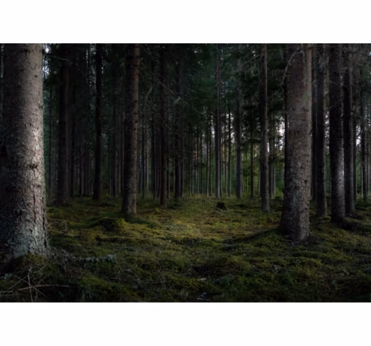 Prizor bujnega gozda Fototapeta Gozd - TenStickers