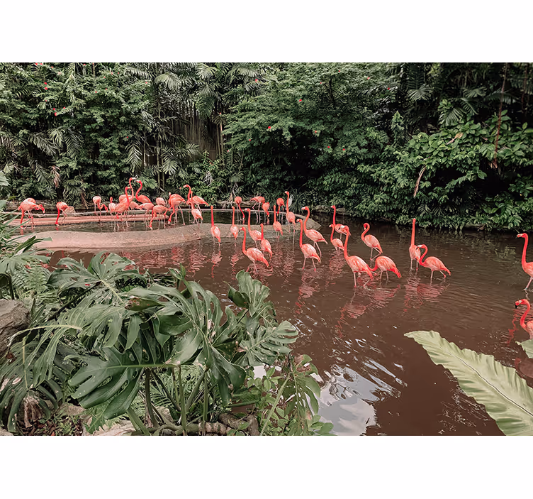 Flamingi ob vodi Fototapete z živalmi - TenStickers