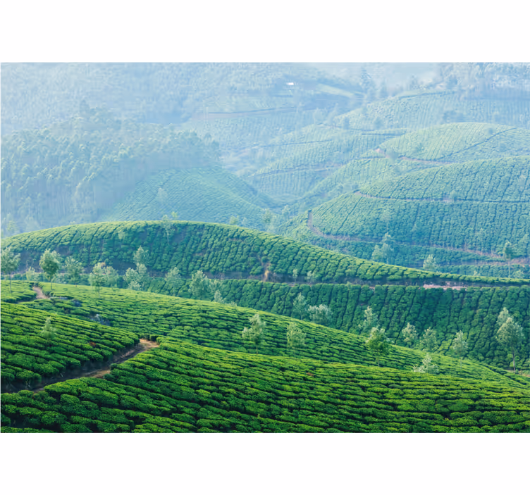 Tea plantation hills stenske poslikave - TenStickers