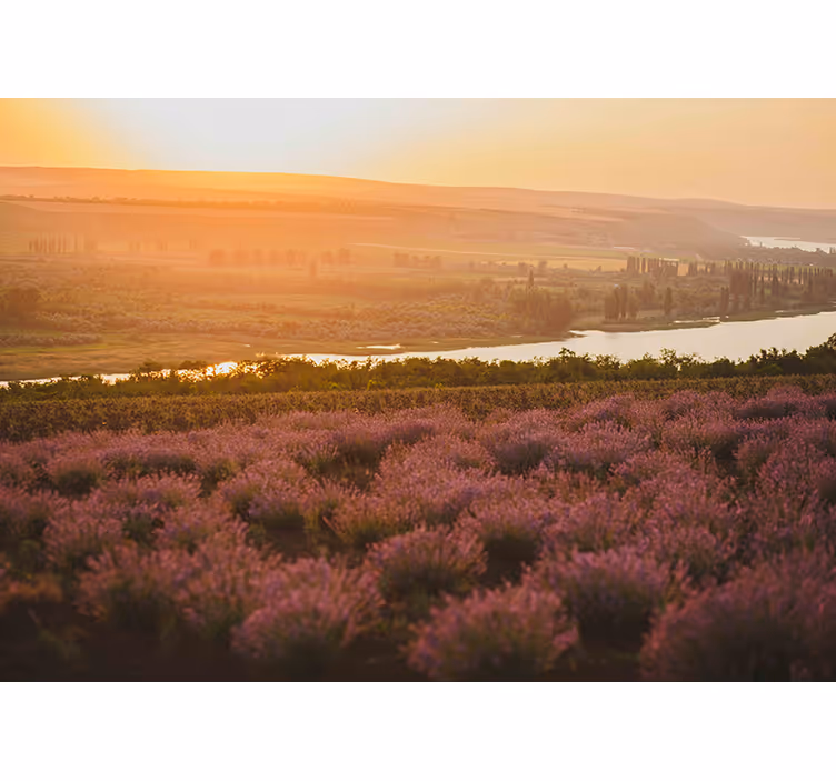 Pokrajina sončnega zahoda sivke Fototapete cvetje - TenStickers