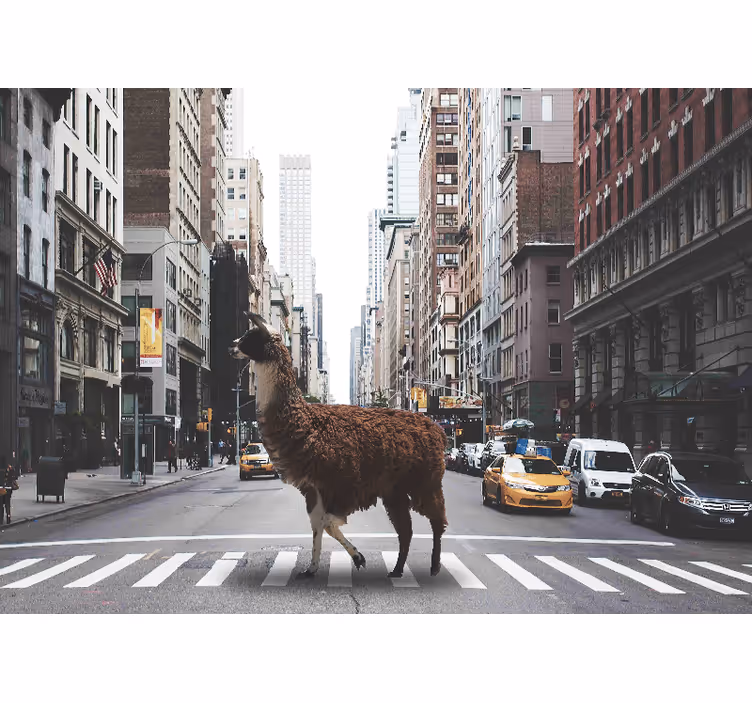 Lama v freski new york - TenStickers