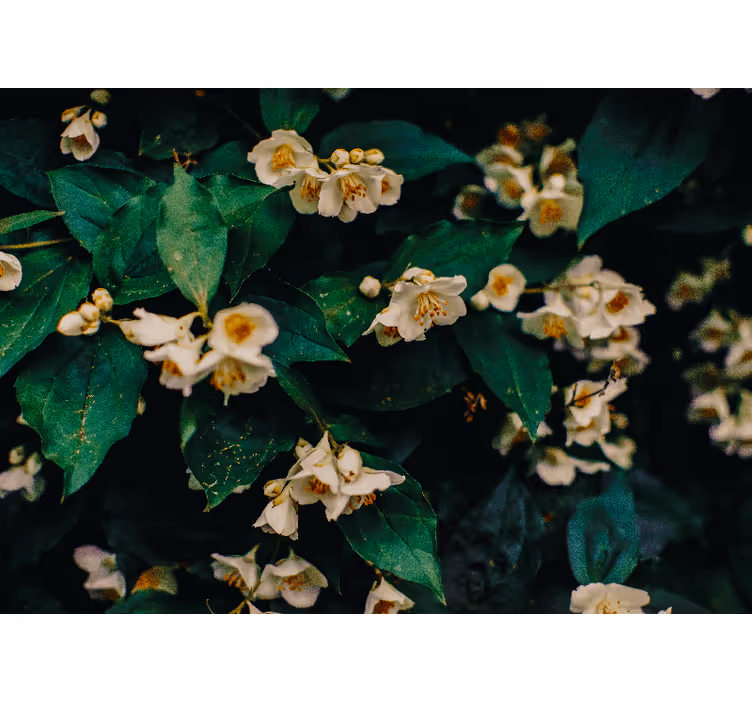 Delicate white blossoms fototapete cvetje - TenStickers