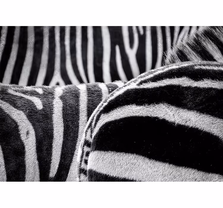 Stenska poslikava konji zebra - TenStickers