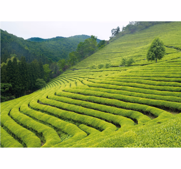 Tea estate landscape fototapete narava - TenStickers