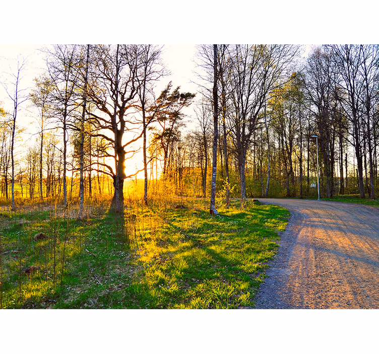 Sunny woodland trail fototapete narava - TenStickers