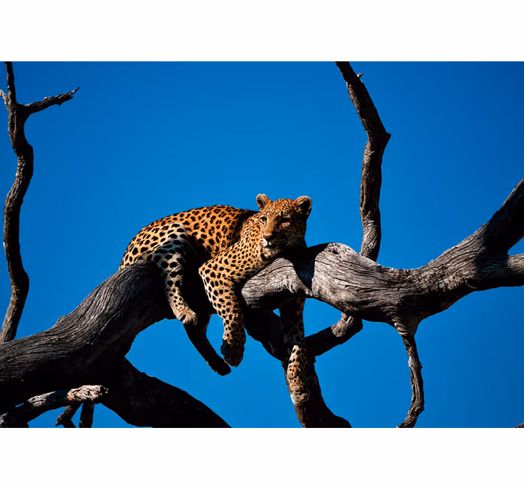 Leopard na veji Fototapete z živalmi - TenStickers