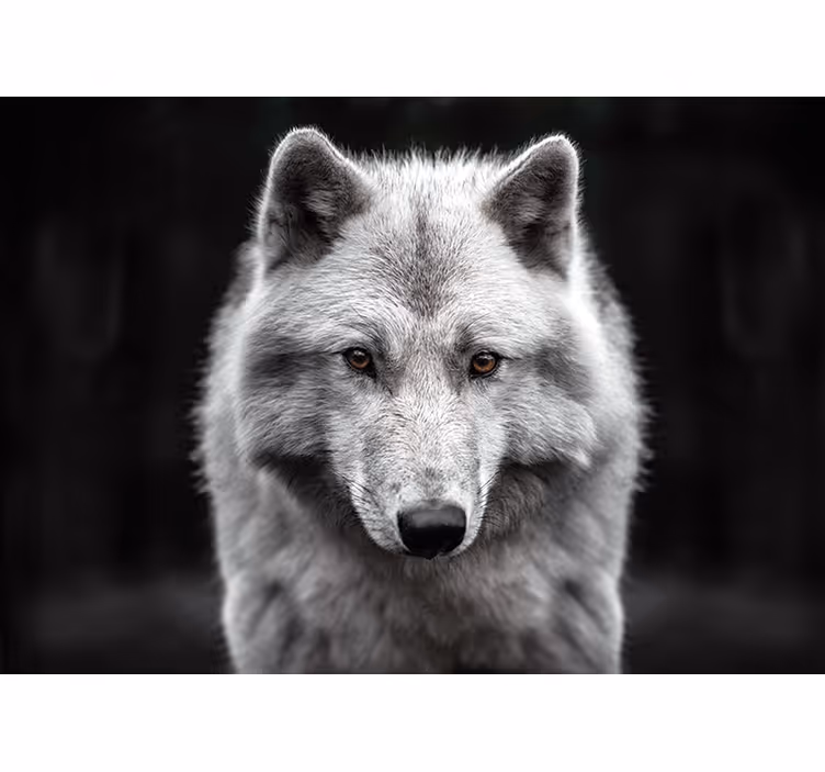Veličasten portret volka Fototapete z živalmi - TenStickers