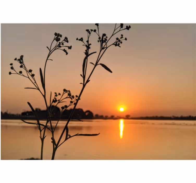 Sončni zahod silhueta cvetovi Fototapete Narava - TenStickers