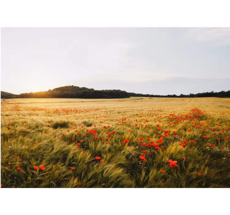 Polje makovega cvetja Fototapete cvetje - TenStickers