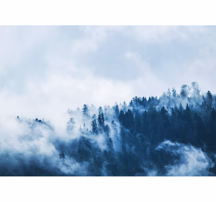 Forest misty landscape fototapete narava - TenStickers