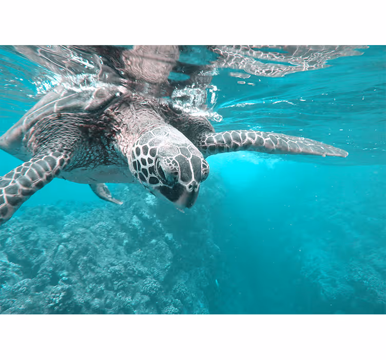 Serene turtle encounter fototapete z živalmi - TenStickers