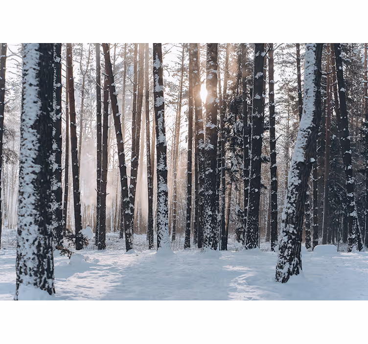 Zimski borovi gozdovi Fototapeta Gozd - TenStickers