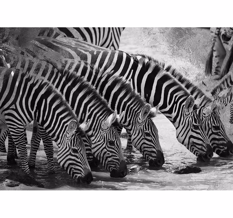 Zebre pijejo vodo Fototapete z živalmi - TenStickers